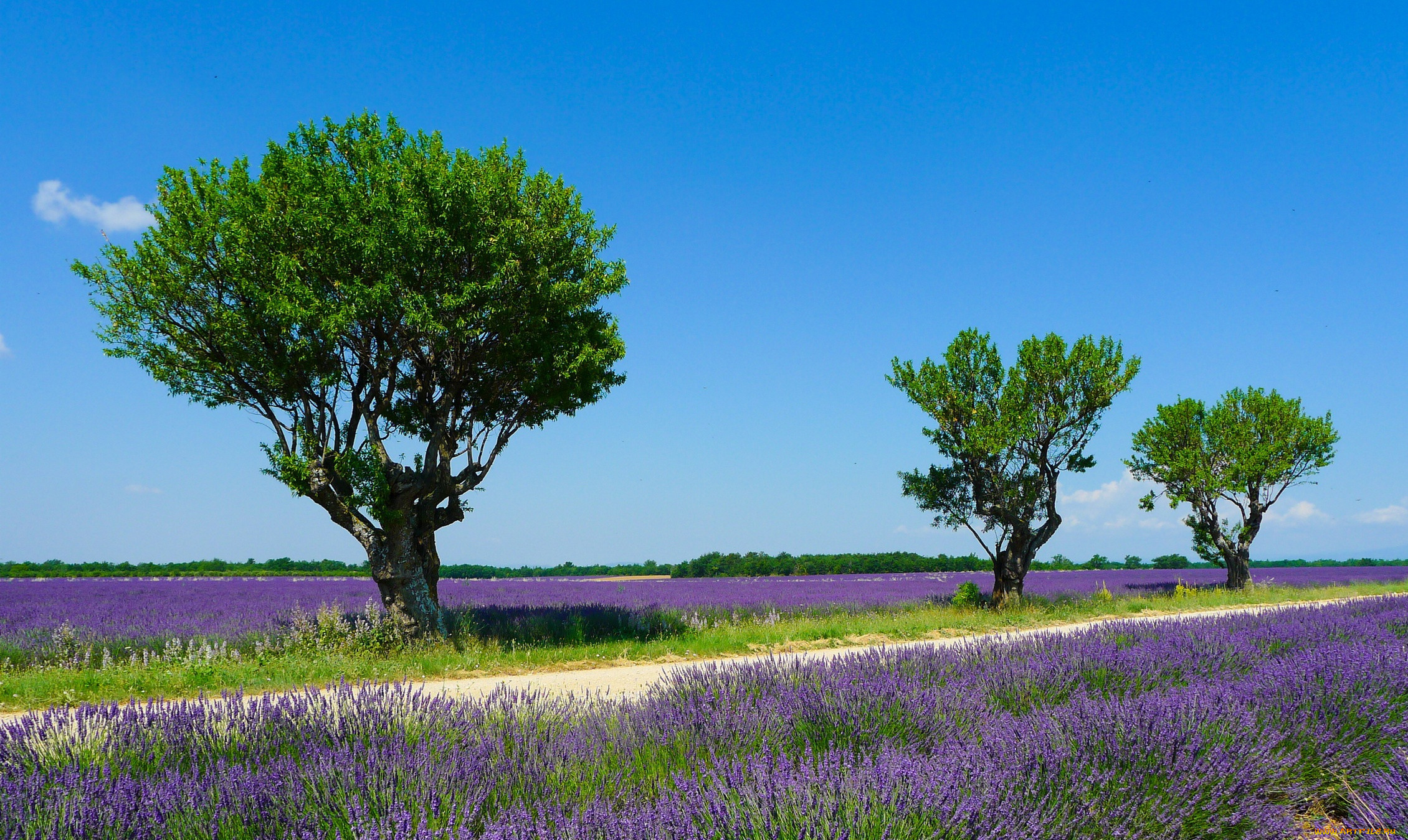 , , , valensole, , , , , 